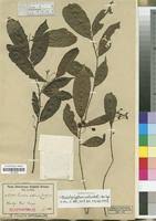 Image result for Rhabdophyllum welwitschii