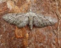 Image result for Eupithecia subumbrata