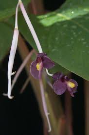 Image result for Marantochloa purpurea