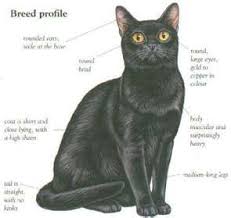 Bombay Cat Black American Shorthair Cat Bombay Cats Yahoo Image Search Results Bombay Cat Cat Breeds Burmese Cat