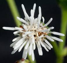 Image result for Adenostemma mauritianum