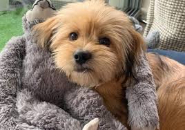 Check spelling or type a new query. 20 Of The Most Popular Lhasa Apso Mixes K9 Web