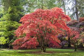 Growing Japanese Maples In Zone 9 Suitable Japanese Maples For Zone 9 Landscapes