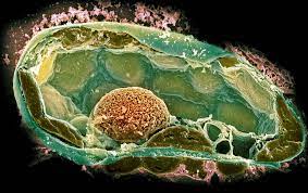 Enjoy the best jewelry cleaning experience or it's on us, naturally. Plant Cell Sem Photograph By Dr David Furness Keele University