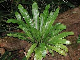 Image result for Aspleniaceae