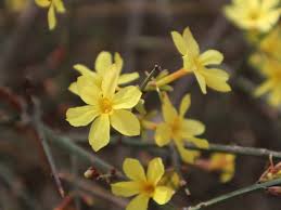 Image result for Jasminum nudiflorum