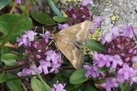 Image result for Pyrausta aerealis