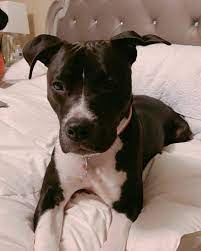 The most misconception about pitbull is that this dog has the capacity for aggression towards people, but temperament studies show that pitties rank high among the most affectionate, least aggressive dogs. The Pitbull Lab Mix All You Need To Know K9 Web