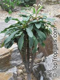 Image result for Euphorbia ramulosa