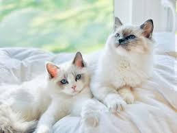 I wanted a ragdoll kitty, and my fiancés mom, who runs a rescue, got a ragdoll kitty. Adoption At Crescent Moon Ragdolls