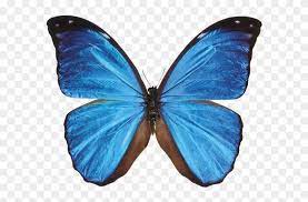 May be used to represent a moth and ideas of beauty and happiness. Blue Butterfly Transparent Background Wwwimgkidcom Morpho Butterfly Free Transparent Png Clipart Images Download