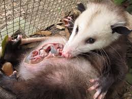 However, when threatened, the possum can attack so you need to consider this if you want to rear one as a pet. Newborn Baby Possum Newborn Baby