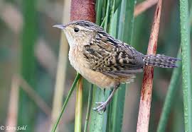 This coloring book page has the difficult easy and can be used for all beginners. House Wren South Dakota Birds And Birding