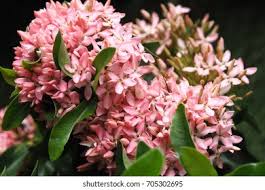 Image result for Rubiaceae