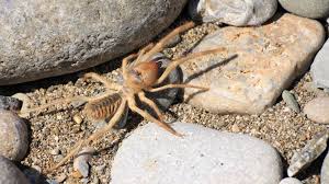 No matter how big they are, spiders always find a way to get inside your house. 15 Arachnophobic Facts About Camel Spiders Mental Floss