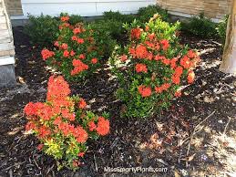 Image result for Ixora fastigiata