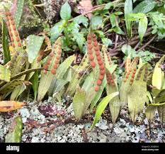 Image result for Pleopeltis macrocarpa