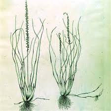 Image result for Triglochin striata