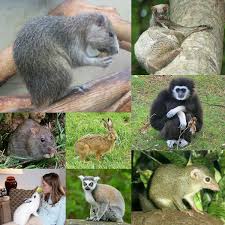 It is located on 23 km of the chemalsky tract tiger ostrich peacock panther monkey badger bat bear deer fox hare hedgehog mole mouse rabbit rat squirrel wolf weasel crow hawk heron owl. Euarchontoglires Wikipedia