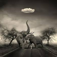 One Morning I Shot An Elephant In My Pajamas Movie By Mikont Elephants Animals By Minerva Animals Beautiful Elephant Animals