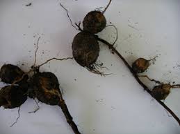 Image result for Rumex sagittatus