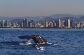 San diego's year round whale watching schedule. San Diego Faszinierendes Whale Watching