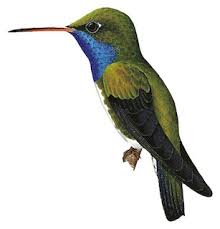 Image result for Pomaria lactea