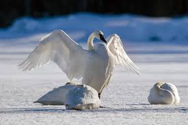 Trumpeter Swan Wikipedia