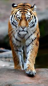 Other images included for viewing include the pixel form of the art, and the marks pattern closeup. Download Tiger Wallpaper By Georgekev 33 Free On Zedge Now Browse Millions Of Popular Animal Wallpap Tiger Wallpaper Wild Animal Wallpaper Tiger Pictures