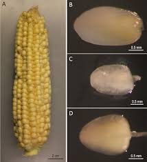 Hindi muhavare ka arth aur vakya prayog, muhavare in hindi, idioms meaning in hindi. Agrobacterium Mediated Immature Embryo Transformation Of Recalcitrant Maize Inbred Lines Using Morphogenic Genes Protocol