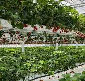 Complete Guide of Hydroponic Strawberry Farming