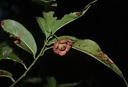 Image result for Uvaria tanzaniae