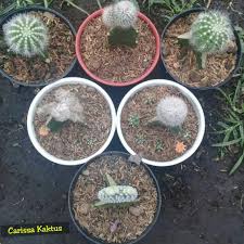 Untuk suvenir pernikahan, dekorasi rumah, taman, terrarium, ruang dan meja kerja. Kaktus Unik Murah Isi 6pcs Antik Pajangan Di Carousell