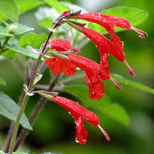 Image result for Salvia coccinea