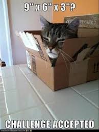 Dump A Day The Best And Worst Of Challenge Accepted 30 Pics Funny Cat Pictures Kittens Funny Crazy Cats