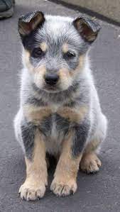 And finally, one of our favorite pictures of australian cattle dogs, a face that will truly melt your heart. Www Copperreef Org Onedirection Harrystyles Niallhoran Zaynmalik Louistomlinson Liampayne Tagsforlikes 1d Directi Heeler Puppies Cute Animals Puppies