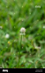 Image result for Kyllinga erecta