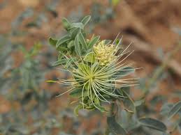 Image result for Maerua edulis