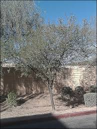 African sumac has taken a quicker path to obsolescence in the tucson area. Https Arboretum Arizona Edu Sites Arboretum Arizona Edu Files 5 20common 20 20tree 20problems 20and 20how 20to 20recognize 20them 20tq Pdf