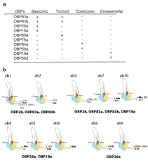 insect odorant binding proteins encyclopedia