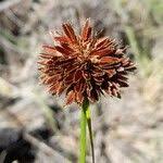 Image result for Pycreus niger