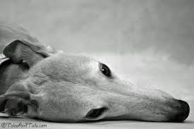 Black And White Greyhound Racing Black And White Sunday 1 19 Mesmerized Grey Hound Dog Whippet Dog Greyhound