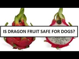 We did not find results for: Is Dragon Fruit Safe For Dogs Can German Shepherd Dog Eat Dragon Fruit Goviral Youtube