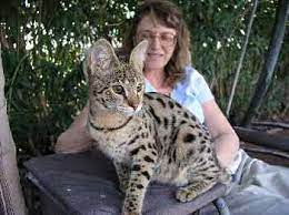 We have a savannah cat cattery in los angeles, california and miami, florida. Donamae Cattery Home Breeders Of Bengal Ocicat African Serval And Savannah Cats Phoenix Az