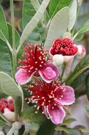 Image result for Feijoa sellowiana