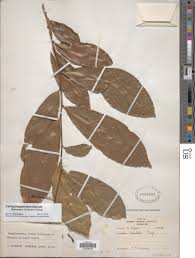 Image result for Campylospermum