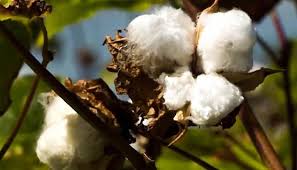 Image result for Gossypium barbadense