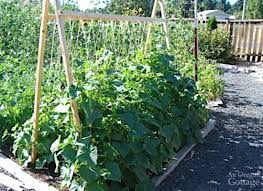 This trellis is another diy option which requires some carpentry this trellis is a great idea if you're growing your cucumbers in a raised bed. 5 Reasons To Grow Cucumbers On A Trellis And Taking Up Less Space Isn T One Of Them An Oregon Cottage