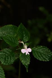 Image result for Impatiens hochstetteri