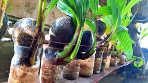 Ada berbagai macam jenis bonsai, banyak tanaman yang dapat dijadikan bonsai. Melirik Komunitas Seniman Bonsai Kelapa Pertama Di Gorontalo Kumparan Com